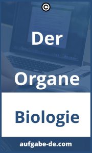 Organe und ihre Aufgaben: Alles, was Sie wissen müssen