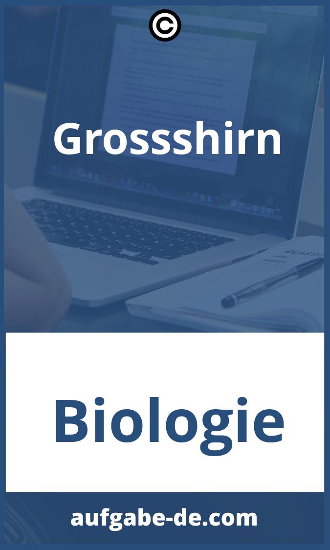 Großhirn Aufgaben PDF